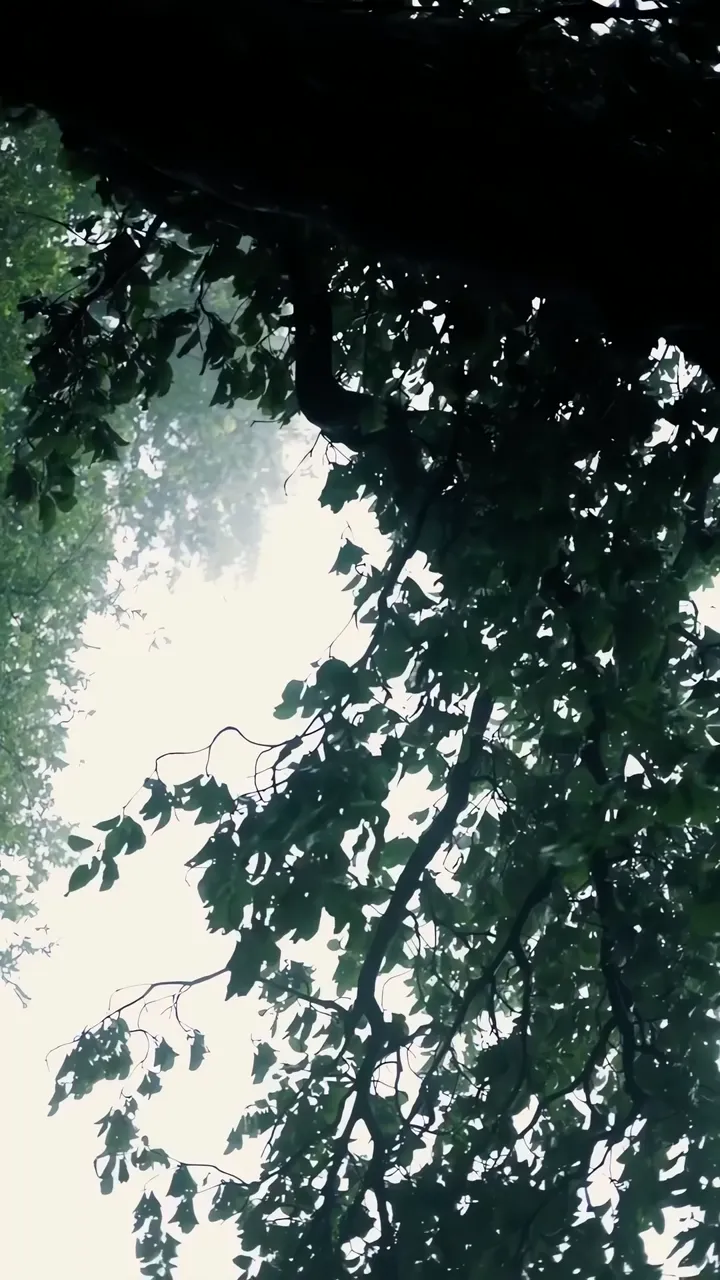 Misty Forest Canopy With Dappled Light Through Leaves