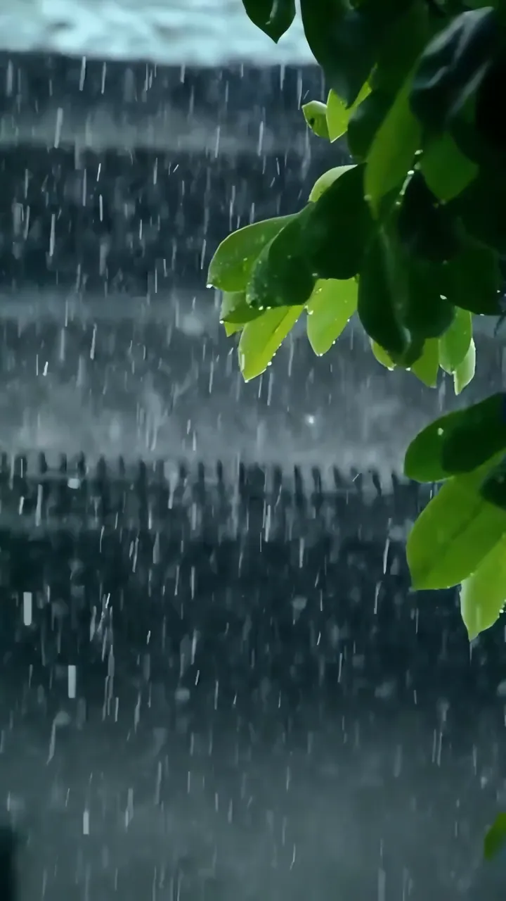 Raindrops On Green Leaves During Heavy Rain