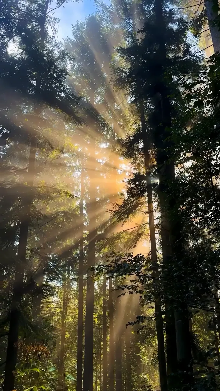 Sunlight Through Pine Trees In Forest With Golden Rays