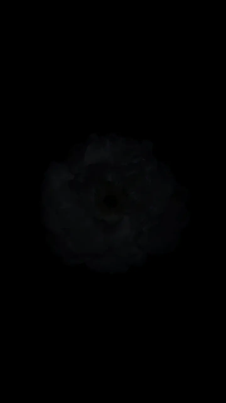 Dark Black Rose Blooming In Darkness