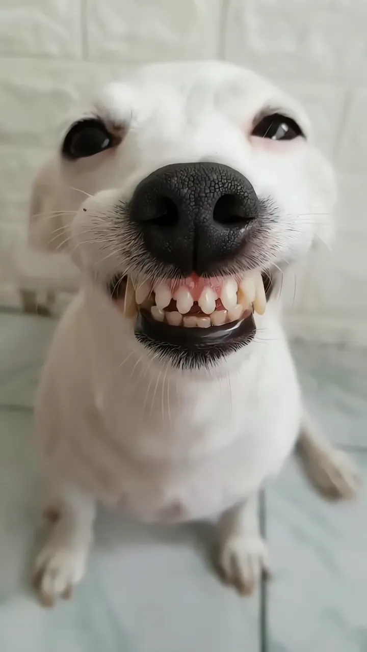 White Dog With Big Smile Showing Teeth
