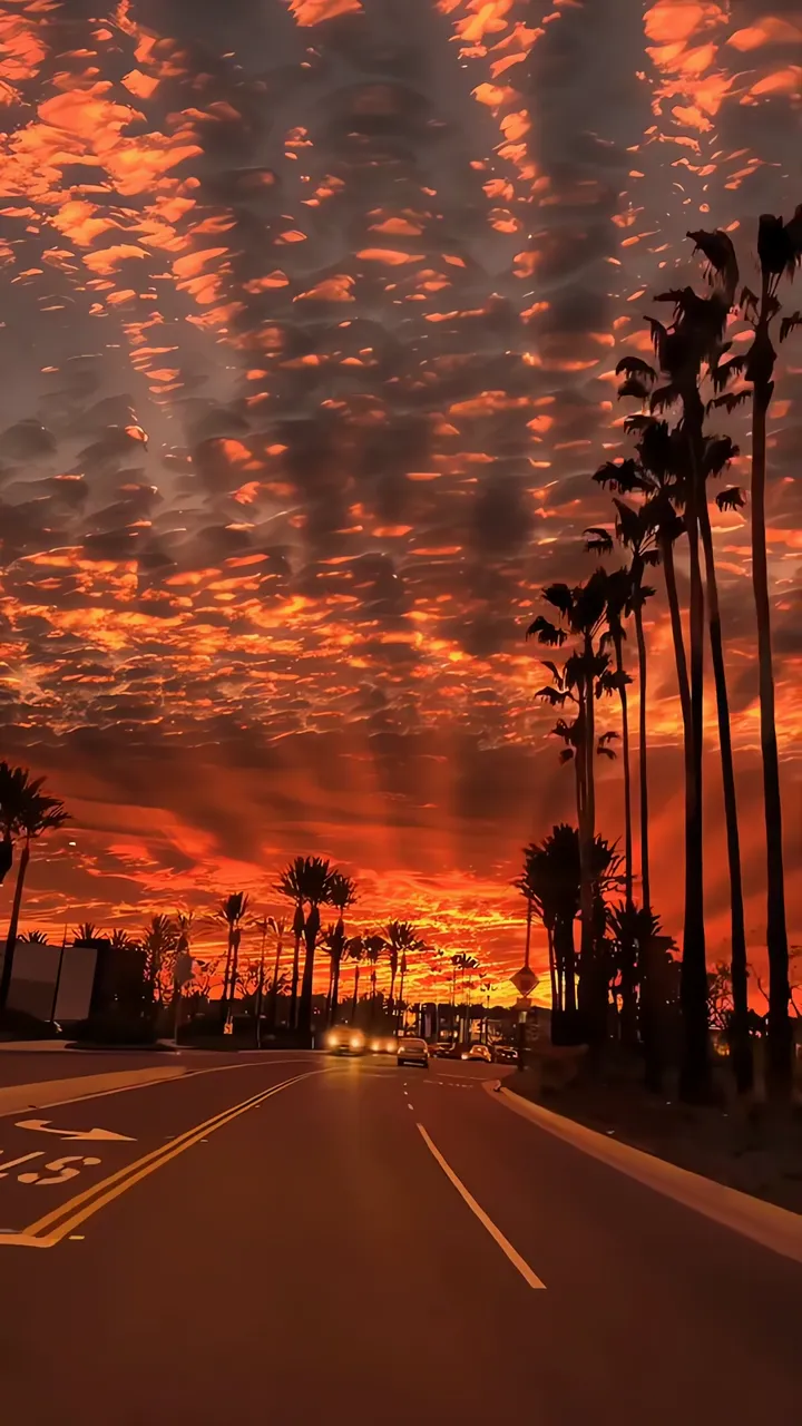 Dramatic Sunset Sky With Palm Trees And Orange Clouds